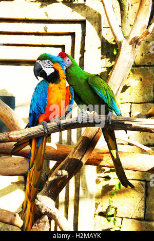 Couple perroquets colorés assis et de nettoyage comme s'embrassent Banque D'Images