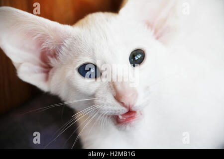 Chat oriental blanc avec des yeux de couleurs différentes. Banque D'Images