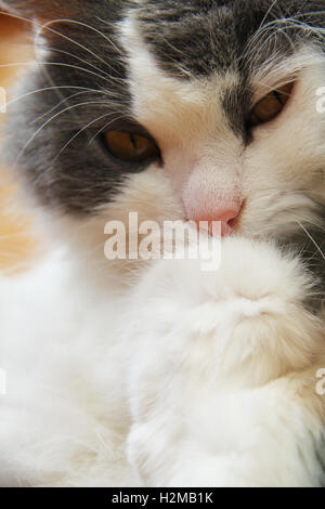 Chat de couleurs gris et blanc photo en gros plan. Banque D'Images