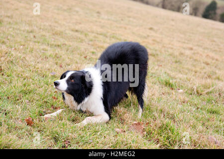 Border Collie dans le champ d'attendre des instructions Banque D'Images