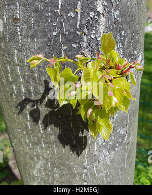 Tilia platyphyllos, Lindenbaum ; Sproessling ; Banque D'Images