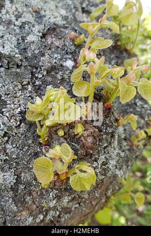 Tilia platyphyllos, Lindenbaum ; Sproessling ; Banque D'Images