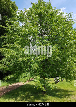 Lindenbaum Tilia platyphyllos, ; ; Linde Banque D'Images