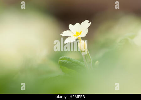 Primrose Primula vulgaris plante poussant sur le marbre, Essex, Mars Banque D'Images