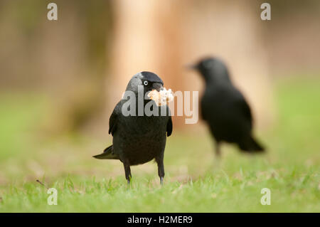 Corvus monedula choucas qui se nourrissent de restes de pain sur la gauche, Avril Banque D'Images