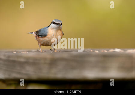 Sittelle Torchepot Sitta europaea sur banc de parc se nourrissant de restes de semences, Devon, avril, Banque D'Images