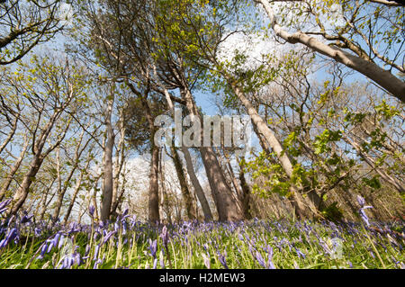 Bluebells Hyacinthoides non-scripta croissant sur les forêts côtières du Labrador, Bay, Devon, avril, Banque D'Images