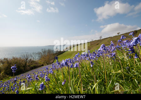 Bluebells Hyacinthoides non-scripta croissant sur colline, Labrador Bay, Devon, avril, Banque D'Images