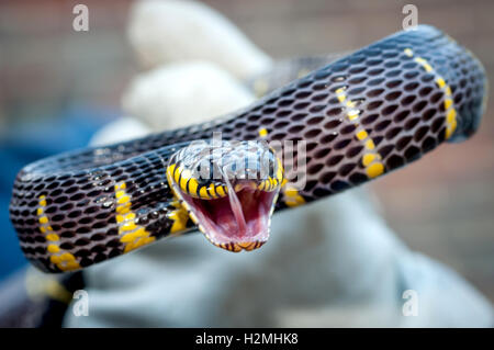 Serpent de mangrove malaisienne Banque D'Images