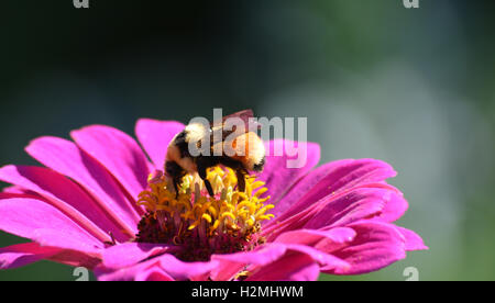 Bumblebee la collecte du pollen sur une fleur zinnia Banque D'Images