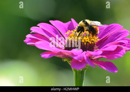 Bumblebee la collecte du pollen sur une fleur zinnia Banque D'Images