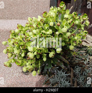 , Stinkende Nieswurz ; helleborus foetidus, Banque D'Images