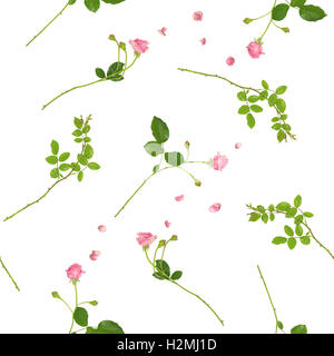Contexte répétable avec studio photos de roses sauvages et florissante, avec un retour de la lumière sur les pétales, isolated on white Banque D'Images