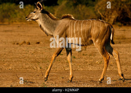 Les jeunes grand koudou Tragelaphus strepsiceros dans Mana Pools National Park. Zimbabwe Banque D'Images