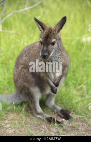 Wallaby australien debout sur ses pattes contre le fond vert Banque D'Images