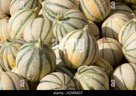 Melons cantaloup Banque D'Images