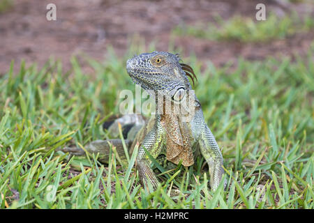 Un jeune iguane vert est de poser dans l'herbe en Floride du Sud Banque D'Images