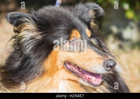 Face closeup avec les yeux et le museau d'un chien Colley Banque D'Images