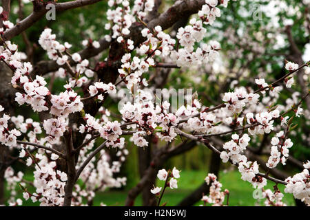 Fleurs de cerisier Banque D'Images