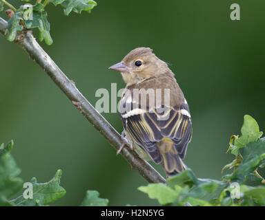 Chaffinch femelle, Fringilla coelebs, perché sur une branche de chêne en été 2013, West Sussex Banque D'Images