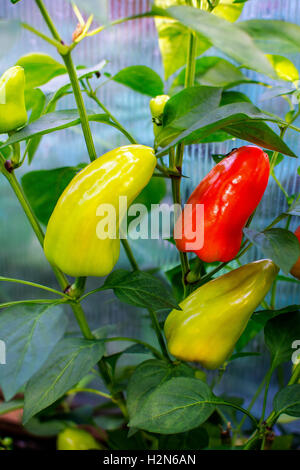 Poivron rouge et vert plus en jardin. Cultiver des légumes frais. Bell papier dans jardin potager. Banque D'Images