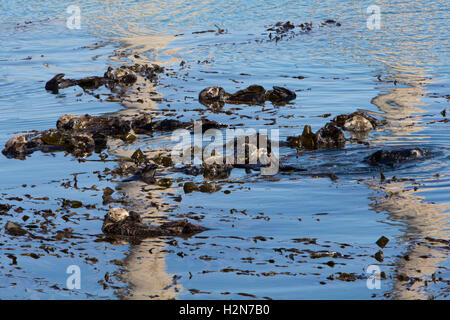 Les loutres de mer de Californie de dormir dans l'algue avec un reflet de la power plant à Morro Bay, Californie Banque D'Images