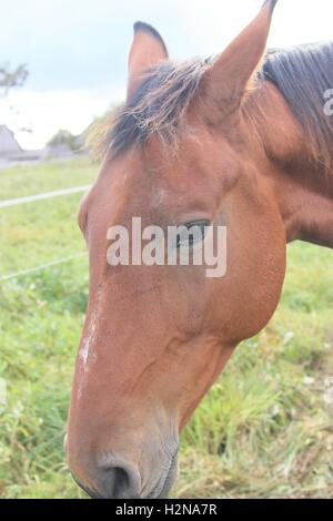 Profil de tête de cheval Banque D'Images