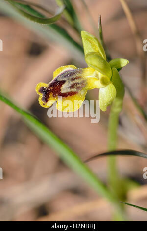 Ophrys lutea galilaea sous-espèce de l'orchidée abeille jaune en provenance de Chypre Banque D'Images