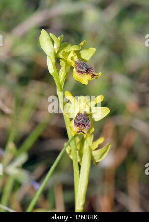 Ophrys lutea galilaea sous-espèce de l'orchidée abeille jaune en provenance de Chypre Banque D'Images