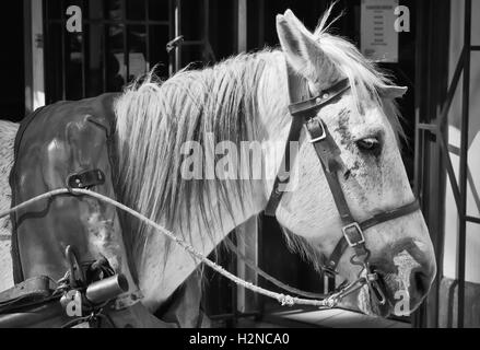 Un gros plan de la tête d'un cheval domestiqué blanc Banque D'Images