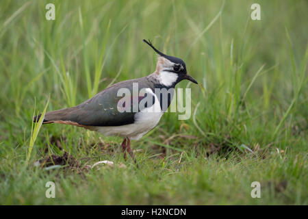 Le nord de sociable / Kiebitz Vanellus vanellus ( ), femelle adulte, dans une vaste prairie, environnement typique. Banque D'Images