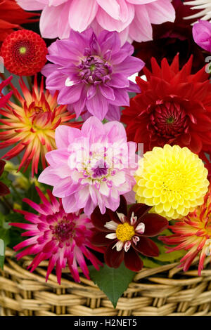 Panier de Dahlias mixtes sur l'affichage. Banque D'Images