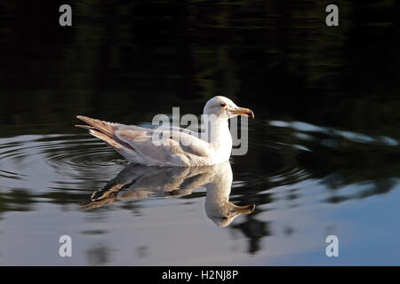 Egocentrique Goéland argenté (Larus argentatus) Îles San Juan l'État de Washington États-unis Pacific Coast Banque D'Images