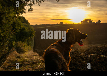 Chien setter rouge au lever du soleil Banque D'Images