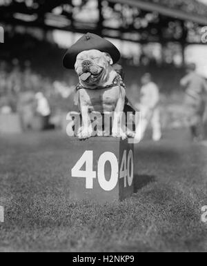 Mascotte de l'équipe de football des Marines américains sur 40 verges, marqueur National Photo Company, Octobre 1923 Banque D'Images