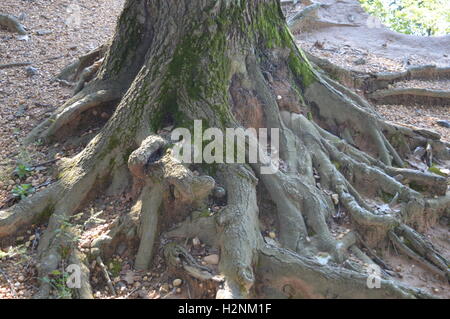 Les racines exposées d'un grand arbre à Elk Neck State Park, North East, Cecil County, Maryland, USA Banque D'Images