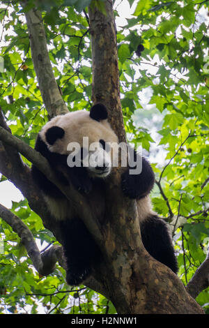 Panda géant dormant dans un arbre Banque D'Images