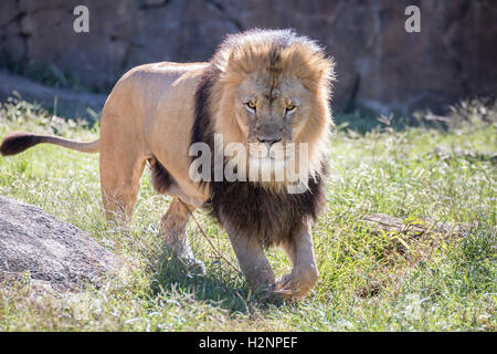 Un lion à crinière d'une grande marche dans l'herbe. Banque D'Images