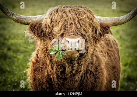 La mastication des feuilles de bull Highland cattle avec fer anneau dans le nez. Banque D'Images