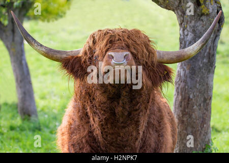 Close up of quitte bull Highland cattle avec fer anneau dans le nez. Banque D'Images