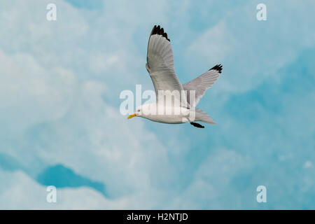 Mouette tridactyle (Rissa tridactyla) survolant iceberg, Svalbard, Spitzberg, Norvège Banque D'Images