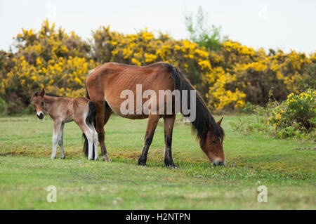 Deux poneys, une mère et son poulain entre le pâturage des landes ouvertes dans le Hampshire, au Royaume-Uni. Banque D'Images