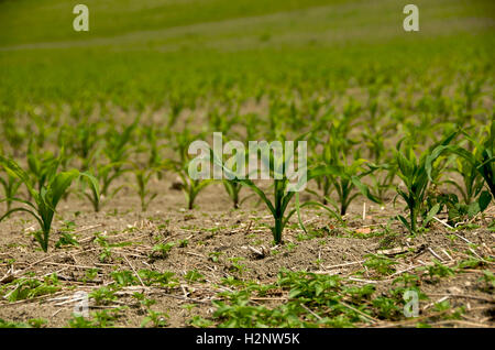 Le maïs (Zea mays), les germes dans un champ