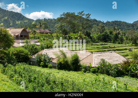 L'INDONÉSIE, Bali, Sidemen, Banjar Tabola, vue à travers les champs de riz de Saman Vaya hotel Banque D'Images