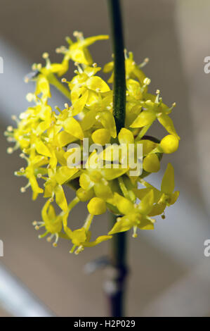 Libre d'Cornel (Cornus mas) fleurs. Banque D'Images