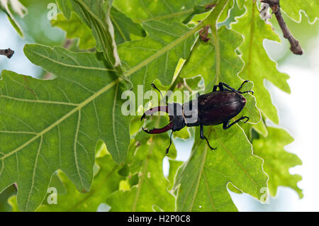 Stag Beetle (Lucanus cervus) est assis sur un chêne chevelu (Quercus cerris). Banque D'Images