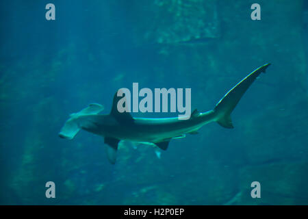 Requin marteau halicorne (Sphyrna lewini) dans l'Aquarium de Biarritz à Biarritz, France. Banque D'Images