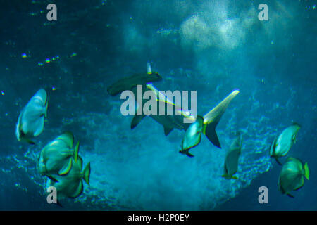 Requin marteau halicorne (Sphyrna lewini) et batfishes orbiculaire (Platax orbicularis) dans l'Aquarium de Biarritz à Biarritz, France. Banque D'Images