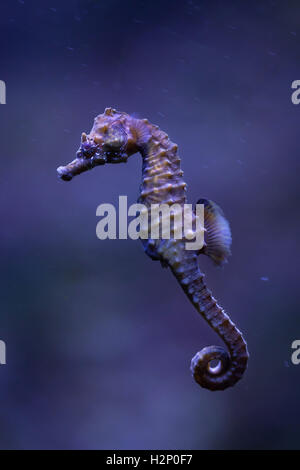 Court-snouted" (Hippocampus hippocampus). Animaux de la mer. Banque D'Images