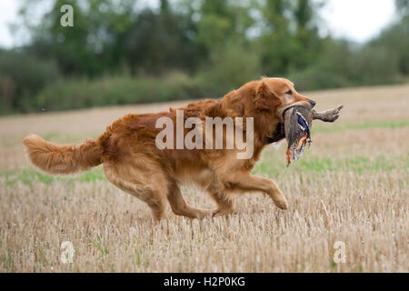 Golden retriever de l'extraction d'un canard sur un tournage Banque D'Images